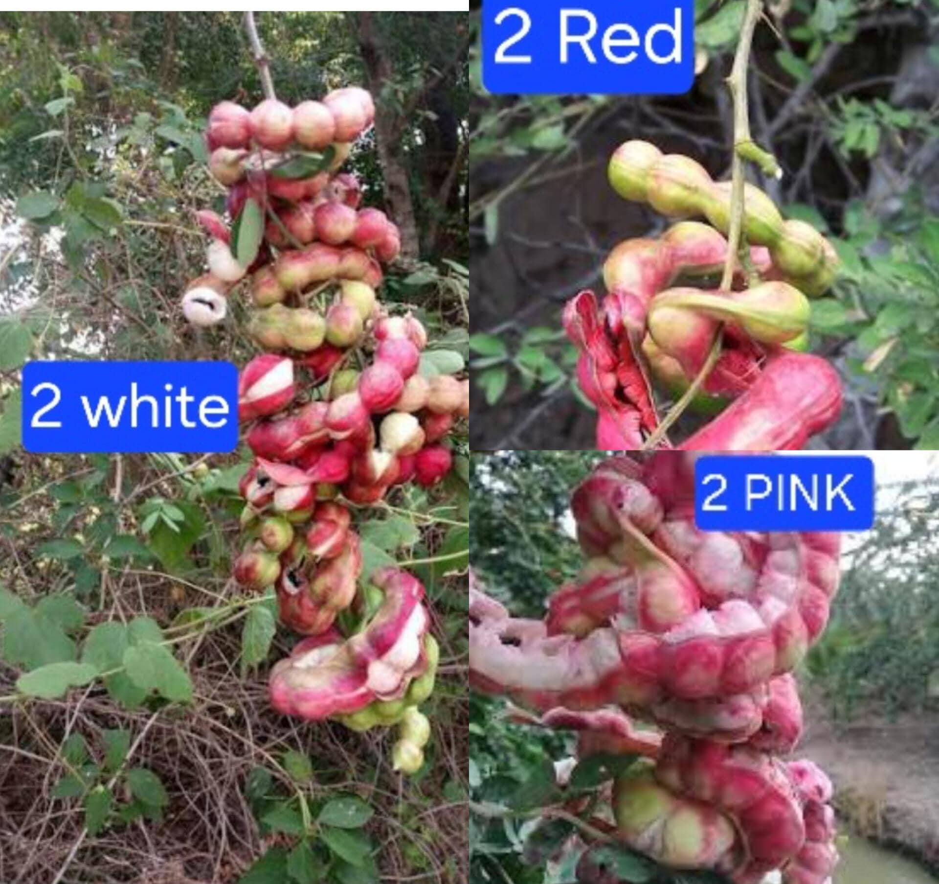 Guamuchiles - Etsy, image size:1920x1806