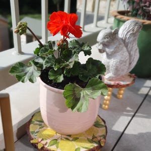 May include: A red geranium flower in a pink pot sits on a decorative wooden stand with a lemon print. The stand has three gold-painted legs. A white squirrel statue is in the background, along with other potted plants.