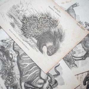 Original 19th-century lithographs from the Ermanno Boller collection, Litho, Lithography, Master Print, Animals, Zoologist, Exotic animals