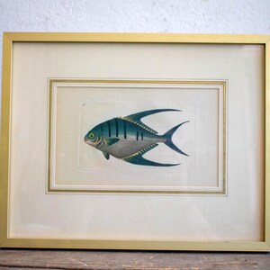 Antique Framed Fish Lithograph, Old Print, Framed engraving, Colored lithograph with fish