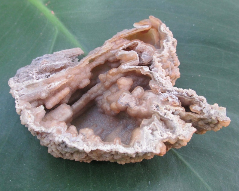 Agatized CORAL Fossil Withlacoochee River Natural Etsy