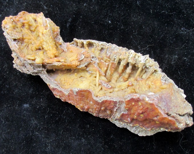 Big Fossil CORAL Withlacoochee River, GA Natural Agatized Mineral