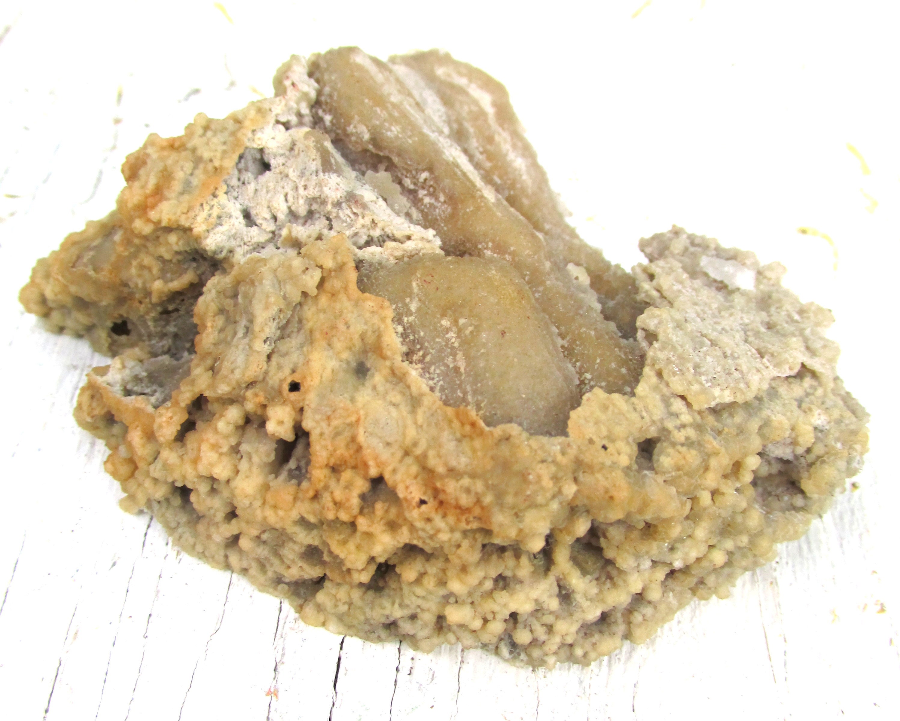 Agatized CORAL Fossil Withlacoochee River GA Natural Etsy