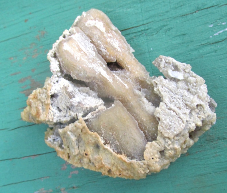 Agatized CORAL Fossil Withlacoochee River Natural Etsy