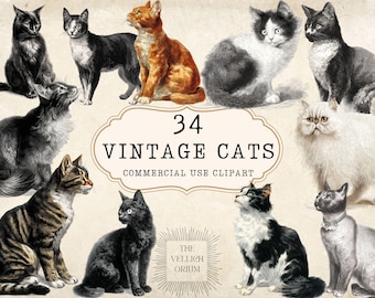 34 Vintage Cat Illustrations, Antique Animal Graphics (PNG Files)
