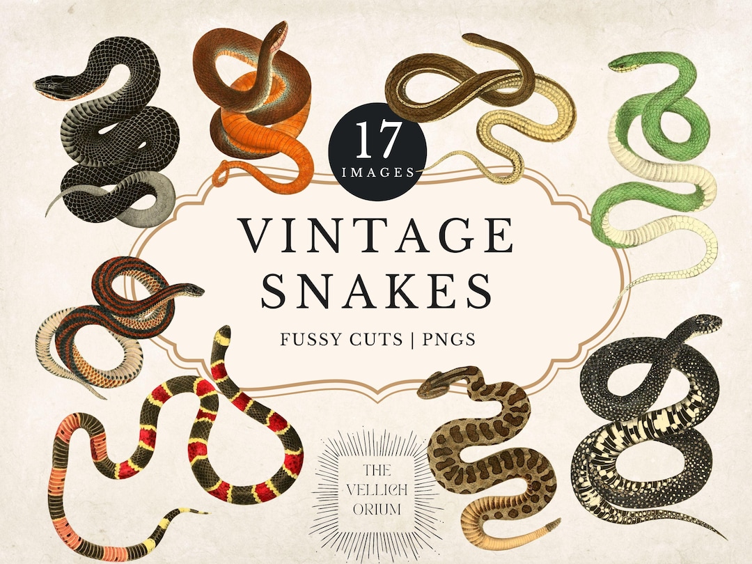 Vintage Snakes Clipart | Antique Reptile Illustrations | Natural ...