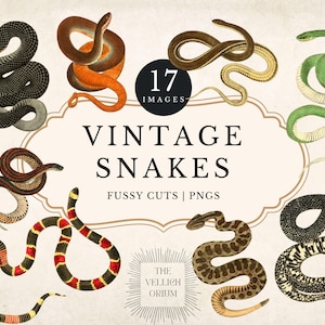 Clipart de cobras vintage | Ilustrações antigas de répteis | Recortes detalhados de história natural