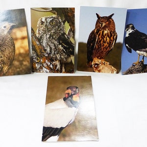 Wildlife card bird picture souvenir collectible owl vulture set of 5