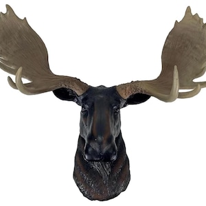 May include: A detailed, wall-mounted moose head sculpture. The sculpture features a dark brown face and antlers in shades of tan and brown. The antlers are large and spread wide, with multiple points.