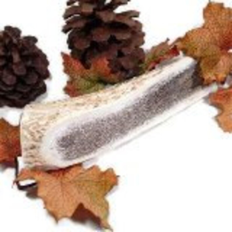 elk antlers for dogs grown elk antlers for dogs grown