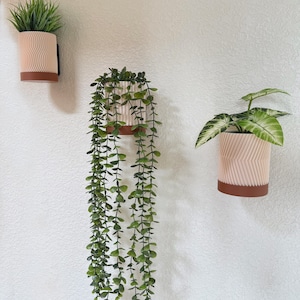May include: Three white ceramic wall planters with a wavy texture and a brown rim. The planters are hung on a white wall and each holds a different type of green plant.