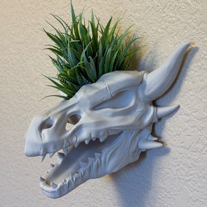 May include: A white dragon skull-shaped planter with green faux grass. The planter has detailed features, including horns, teeth, and eye sockets. It is mounted on a textured wall, creating a unique decorative piece for fantasy enthusiasts.