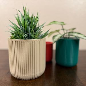 May include: Three potted plants in different colored planters. The planter on the left is a light beige color with vertical lines. The planter in the middle is red. The planter on the right is a teal green color with vertical lines.