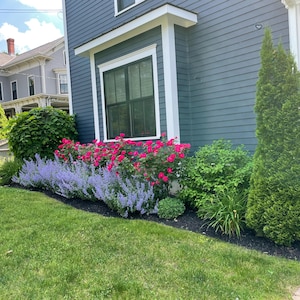 May include: A well-manicured front yard with a variety of plants and flowers. The landscaping includes vibrant red roses, purple lavender, and green bushes. A tall, green evergreen tree stands to the right of the house. The house has blue siding and white trim.