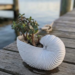 May include: A white, seashell-shaped planter filled with a small succulent plant. The planter has a detailed, ridged texture and sits on a wooden dock. The plant has small, green leaves and is surrounded by small rocks.