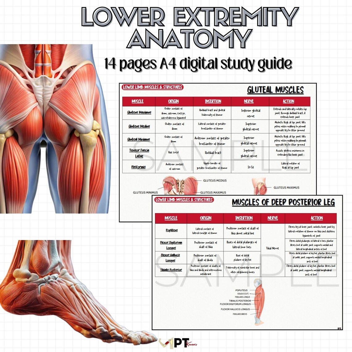 Lower Limb Muscle Anatomy Flashcards: Origin, Insertion, Action (PDF ...