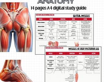 以下が含まれることがあります： 下肢の解剖学のためのデジタルスタディガイド。このガイドには、筋肉とその機能の詳細なイラストが掲載されており、起始、停止、神経、作用のラベルが付けられています。このガイドは、臀筋と深後方の脚の筋肉を網羅しています。