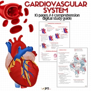 Cardiovascular System Study Guide: Heart Anatomy, ECG Rhythms (PDF)
