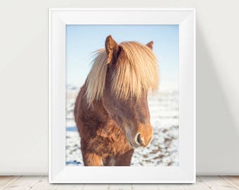 Icelandic Horse Photograph, Horse Photography, Animal, Iceland, Travel, Horse Picture, Horse Art, Golden Brown, Fuzzy Horse, Wild Child