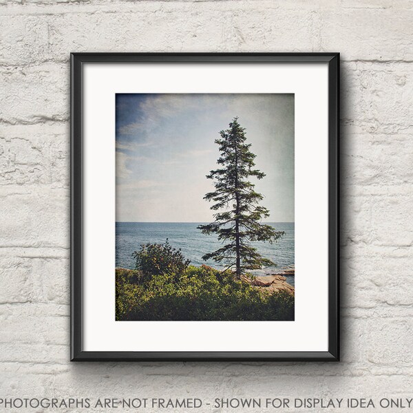 Nature Photography, Landscape Photograph, Woods Woodland, Ocean Photograph, Dark Moody, Fall, Pine Tree, Acadia Park, Maine Coast