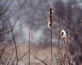 Dark Nature Winter Photography, Natural Woodland Photograph, Dark blue brown home decor, snow ice, January, Rustic Rural