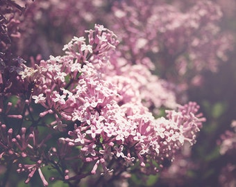 Lilacs Photography, Spring Nature Photograph, Flower Photography, Nature, Pastel Purple, Lavender Wall Art, Floral Decor, Cottage Chic Art