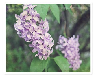 Spring Wall Art, Lilacs Photography, Flower Photograph, Soft Purple Rustic Decor, Nature Photography, Pretty Whimsical, Floral Feminine