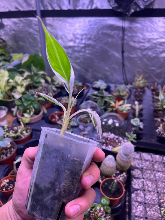 Musa Florida Variegata  Bunte Bananenpflanze  seltene Pflanze - Etsy  sterreich