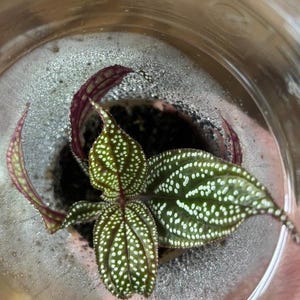 Sonerila Magenta månskensstickling med nod - Silverprickig terrariumväxt, sällsynt samlarväxt, levande krukväxt