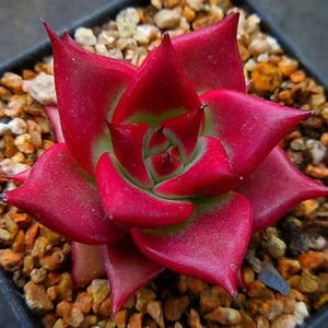 Pode incluir: Close-up de uma planta suculenta vermelha com folhas pontiagudas. A planta está em um vaso pequeno com cascalho marrom.