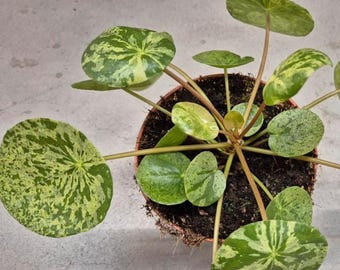 Pilea Peperomioides Mojito - beautiful succulent - propagation leaf -  cuttings