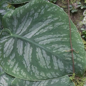 Puede incluir: Una hoja grande en forma de corazón con una base de color verde oscuro y prominentes patrones de variegación gris plateado que siguen las venas. Un tallo de vid delgado de color marrón rojizo cruza verticalmente la superficie.