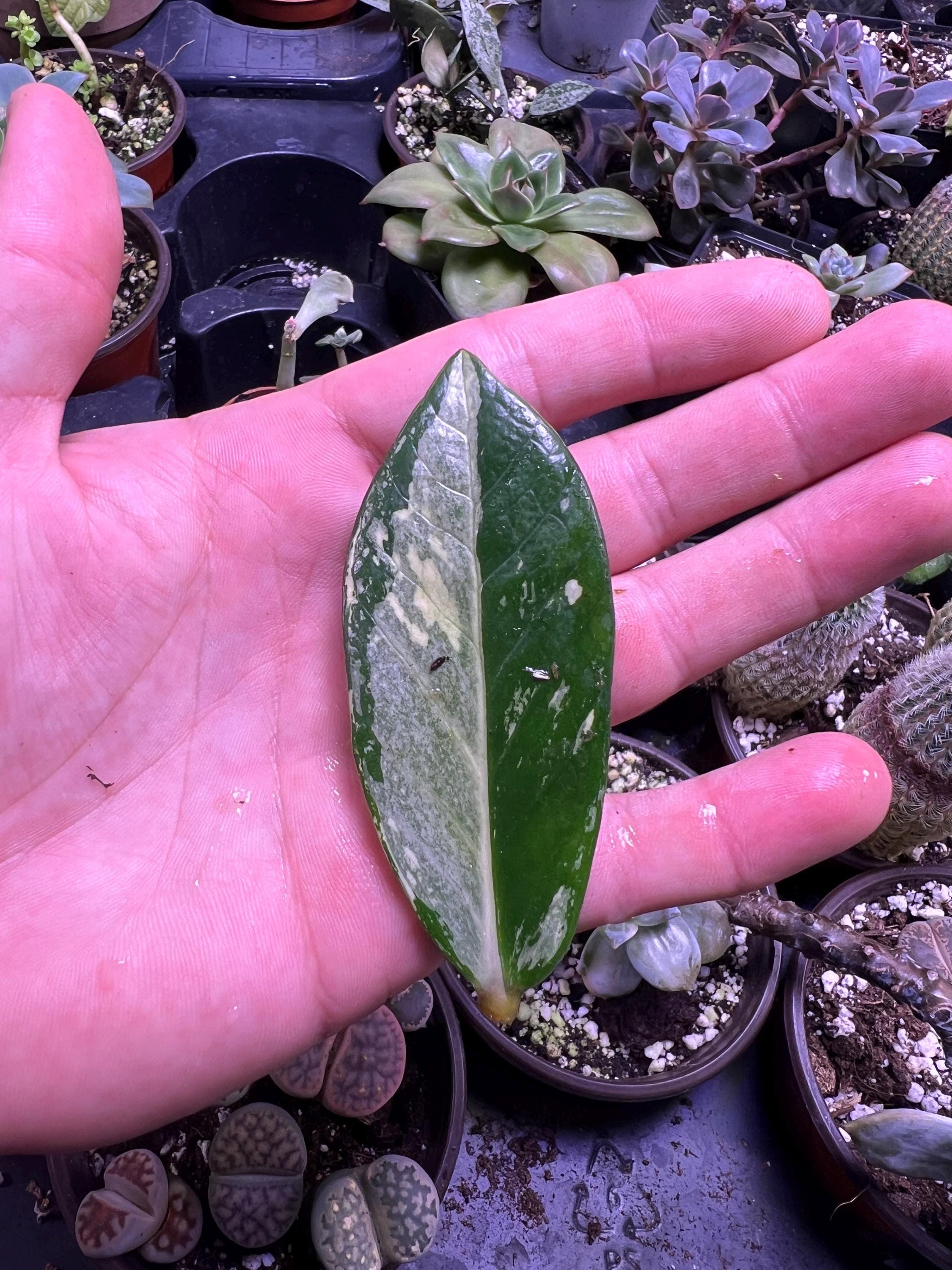 Variegated ZZ Plant- Zamioculcas Zamiifolia Variegata - Beautiful Succulent  - Propagation Leaf - Etsy