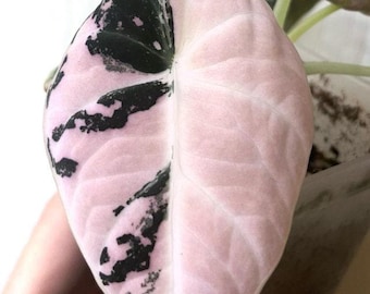 その他観葉植物 Alocasia Black Velvet Pink Variegata il_340x270.6316387580_a0wa.jpg