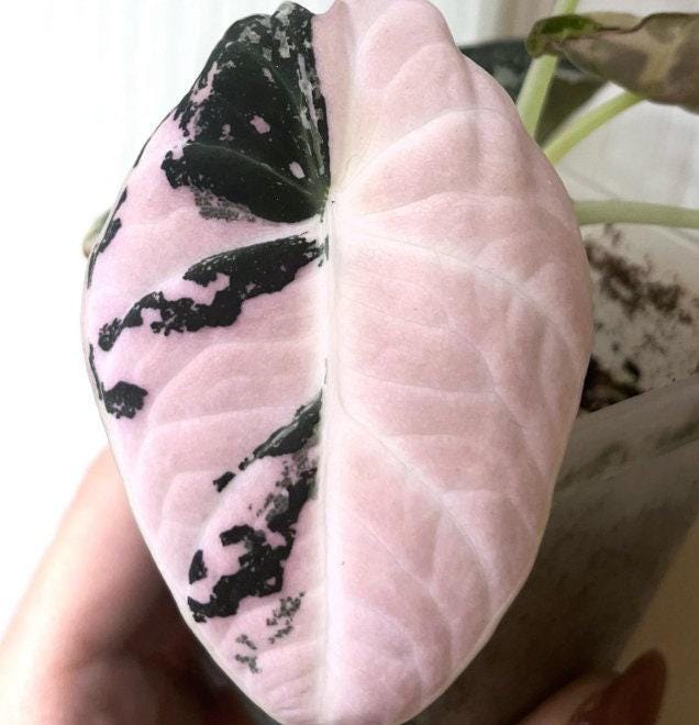 その他観葉植物 Alocasia Black Velvet Pink(TC) 1-2 Alocasia Black Velvet Pink Variegated – HappiestPlants