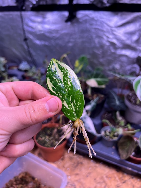 Variegated ZZ Plant- Zamioculcas Zamiifolia Variegata