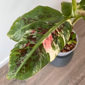 Puede incluir: Primer plano de una hoja de plátano variegada con manchas verdes, blancas y rosadas. La hoja es grande y tiene una textura lisa.