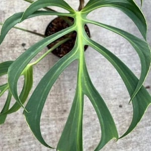 Op de afbeelding: Een enkel, groot, groen blad met een lichtgroene ader die door het midden loopt. Het blad heeft veel gaten en is hartvormig.