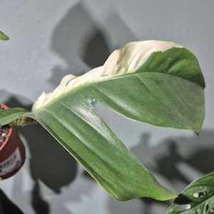 Philodendron Squamiferum Variegata stickling | Sällsynt Philodendron krukväxt | Levande tropisk växtstickling för samlare