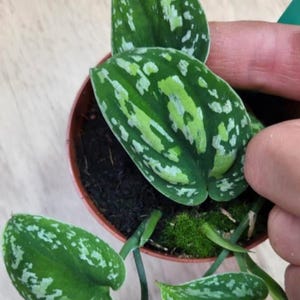 Peut inclure: Une petite plante en pot avec des feuilles panachées vertes et blanches. La plante est dans un pot brun avec une couverture de mousse.