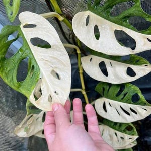 Può includere: Una pianta di Monstera Deliciosa variegata con foglie bianche e verdi. Le foglie hanno grandi buchi e sono parzialmente bianche.