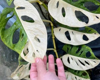 Monstera Adansonii Albo Variegada - Monstera Variegada - Plantas Raras - Estacas de Monstera - Nós de Propagação
