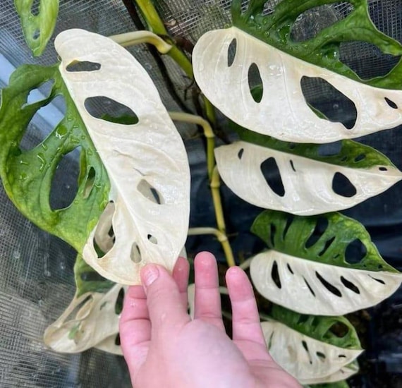 Monstera Adansonii Albo Variegated - Variegated Monstera - Rare Plants - Monstera  Cuttings - Propagation Nodes - Etsy