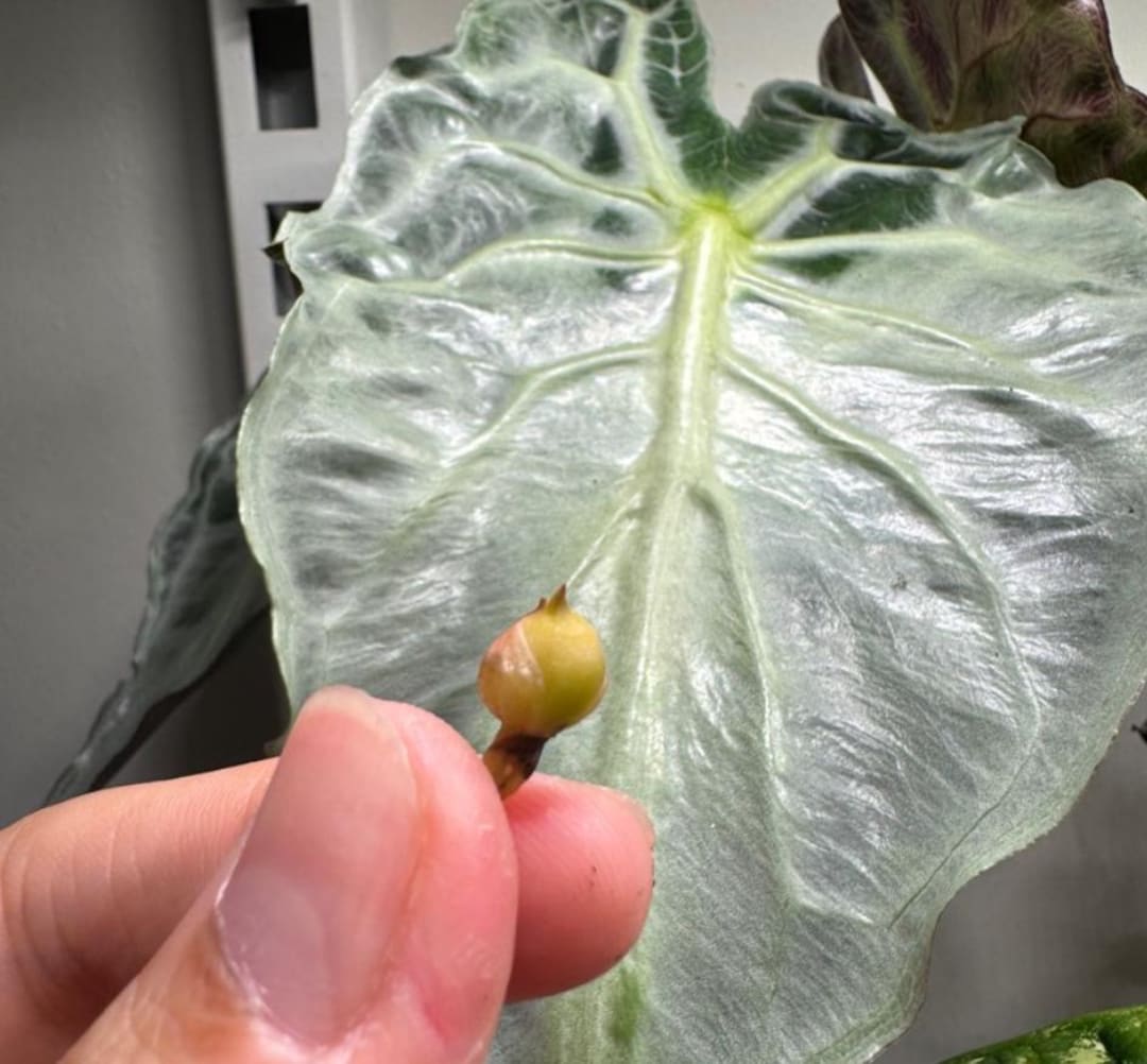 Alocasia Venom - Venom Alocasia - Rare Plant - Bulbs - Etsy
