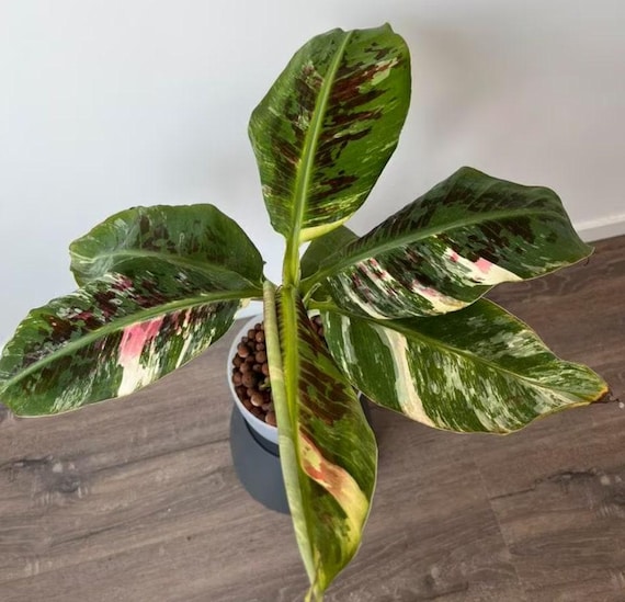 Musa Dwarf Cavendish Variegata - Variegated Banana Plant - Rare Plant -  Etsy Denmark