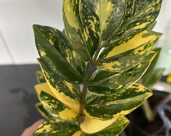 Planta ZZ abigarrada - Zamioculcas Zamiifolia Variegata - hermosa suculenta - hoja de propagación