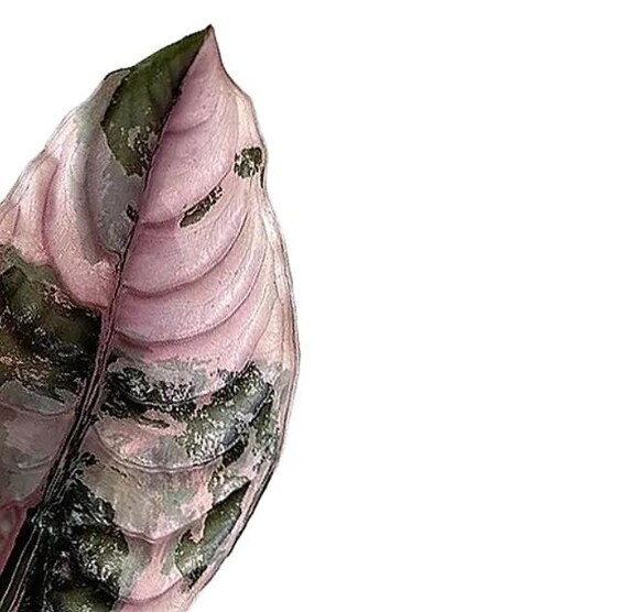 Alocasia Cuprea Pink Variegata - Rare Plant - Beautiful Plant