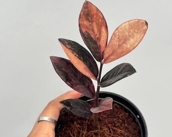 Variegated ZZ Raven Variegata- Zamioculcas Zamiifolia Variegata