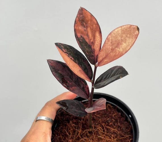 Variegated ZZ Raven Variegata- Zamioculcas Zamiifolia Variegata