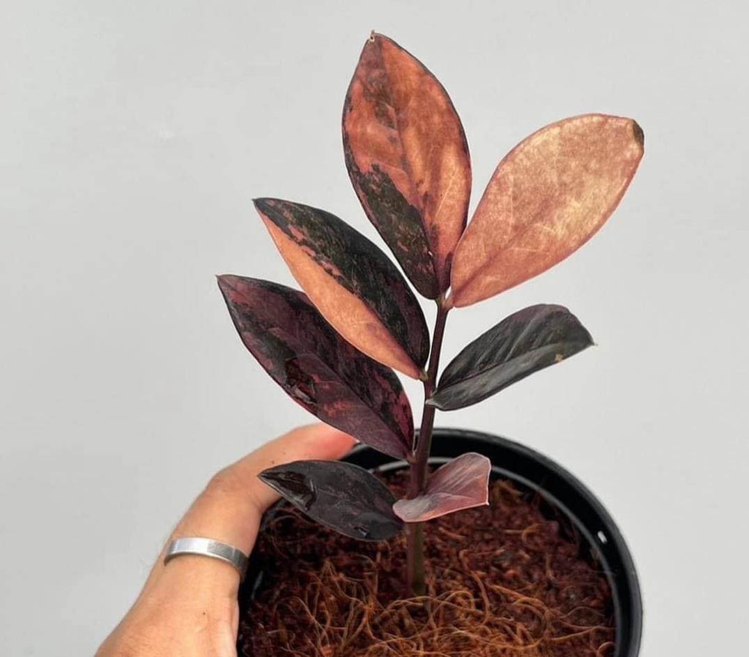 Variegated ZZ Raven Variegata- Zamioculcas Zamiifolia Variegata